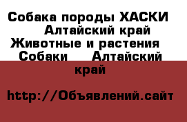 Собака породы“ХАСКИ “ - Алтайский край Животные и растения » Собаки   . Алтайский край